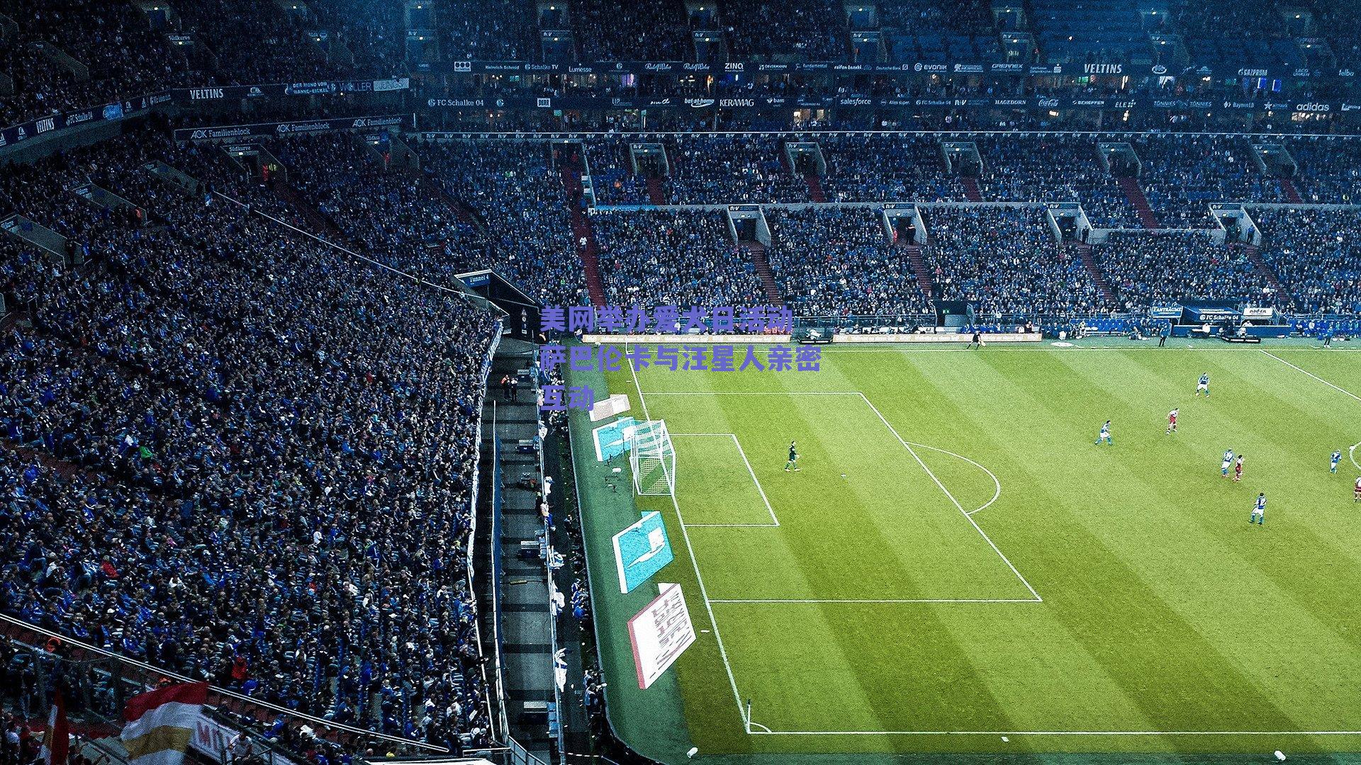 美网举办爱犬日活动 萨巴伦卡与汪星人亲密互动